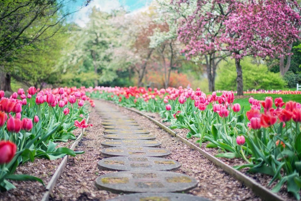 Ein wunderschön angelegter Garten mit rosa Tulpen in einem Park.